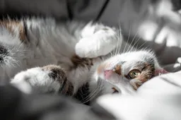 Met deze kammen ga je makkelijk om met het haar van je kat, ook als het op jou zit