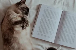 Kattenliefhebbers opgelet: Nieuw kattenboek Cat Got Your Tongue opkomst