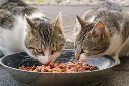 Kattenvoer eerst even proberen? Met deze pakketten kan dat