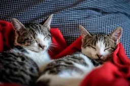 Deze 3 supervrolijke kattenmanden hebben nu een scherpe prijs