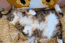 Kattencafé Balthazar in Nijmegen: 'We hebben een cats only ruimte'