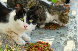 Dierenarts waarschuwt voor veganistisch dieet katten