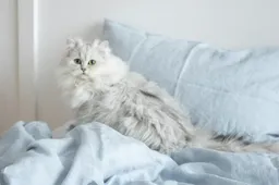 Waarom kneden katten met hun pootjes?