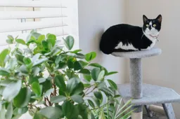 Dit zijn de top vijf beste krabpalen voor kleine katten