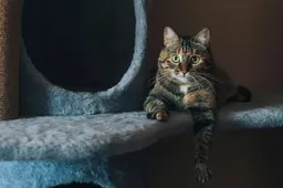 Bijna 2000 euro voor een krabpaal voor je kat?! Ja, dat kan