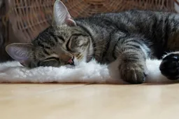 Kan een kat genezen van de niesziekte?