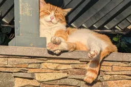 Dit is waarom 17 maart een speciale dag voor katten is
