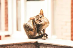 Hoe weet je dat je kat vlooien heeft?