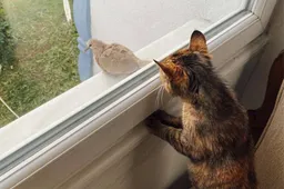Hoe vatbaar zijn katten voor vogelgriep?