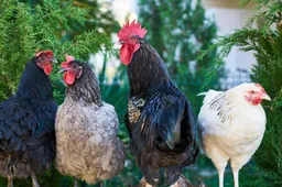 Er wordt hard gewerkt aan inenting tegen vogelgriep: zijn katten zo beschermd?