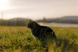 De wilde kat is terug in Nederland en dit is wat je moet weten