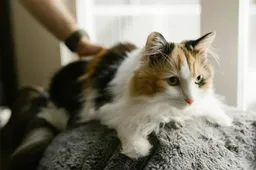 35-jarige man wordt verdacht van kat in brand steken