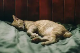 Hoe herken je een zieke kat? 4 symptomen op een rij