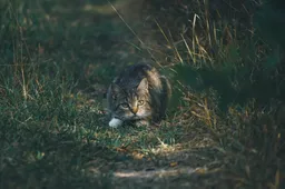 Gemeente Zaanstad onderzoekt mogelijkheden voor gratis castraties voor katten in minimagezinnen