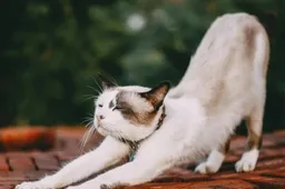 Dierenarts prijzen worden steeds hoger