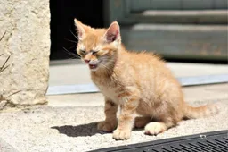 Katten zijn grappige dieren, maar hebben zij dat zelf door?