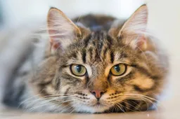 Top vijf minder bekende weetjes over de kat Maine Coon