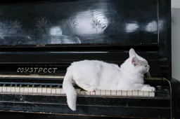 Welke muziek vinden katten leuk?