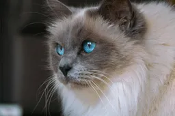 Ben je bekend met deze vijf minder bekende dingen over de raskat Ragdoll?