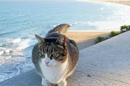 Katten worden door nieuwe wet beter beschermd in Spanje