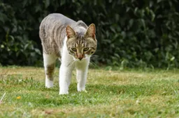 Katten worden ernstig ziek van terrasreinigers