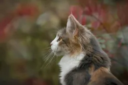 Dierenambulance Coevorden waarschuwt katteneigenaren voor vergiftiging