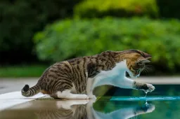 5 beste tips voor een kat om verkoeling in de zomer te bieden