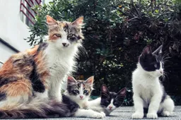Meer dan 40 katten gevonden in woning Amsterdam