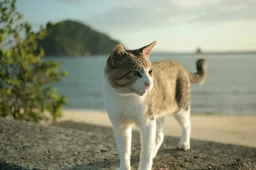 Wist je dat er meerdere speciale katteneilanden bestaan?