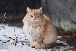 Dit is waarom sommige katten oranje zijn volgens wetenschappers