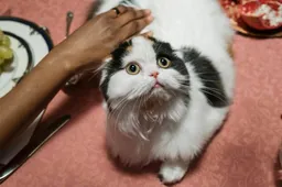 Honden en katten lijken steeds meer op elkaar, maar waarom?