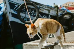 Man uit Oregan zeilt met kat en wordt toegejuicht door fans in Hawaii