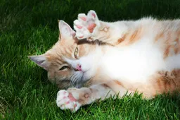 Deze rode kater heeft jarenlang een dubbelleven geleid