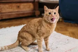 5 feitjes over rode katten die je (misschien) nog niet wist
