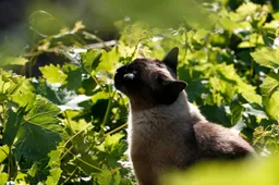 Ben jij al bekend met deze minder bekende feitjes over de Siamese kat?