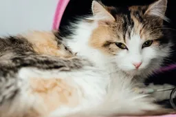 Hoog aantal klachten over medicijn genaamd Librera voor honden en katten