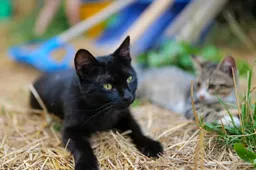 Deze vrouw leeft met 200 katten in het Kattendorp