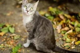 Europese wet aangenomen voor het verplicht chippen van honden en katten