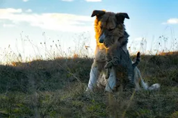 Met welke dieren kan een kat bevriend raken?
