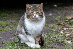 Bizar: Recordaantal verwaarloosde katten