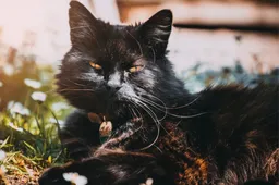 Wist je dat zwarte katten niet overal een teken van ongeluk zijn?