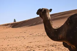 Dakar, la lunga tappa 8 con Cornejo apripista e Van Beveren leader