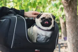 Givi: la soluzione per portare in moto anche l'amico a quattro zampe