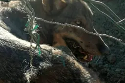 Poncharal: "Grazie Valentino Rossi, per me sei il Dottore e il Lupo"