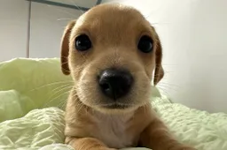 Memecoin stijgt in één maand tijd naar $115 miljoen marktkapitalisatie