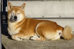 Dogecoin-oprichter onthult zijn plannen voor de toekomst