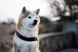 Dogecoin-maker noemt Shiba Inu's metaverse-project geldklopperij