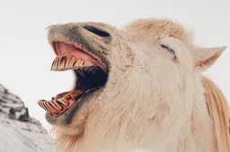 10 grappige crypto memes