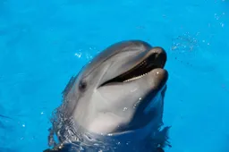 Litecoin gaat samenwerken met Miami Dolphins