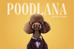 De opkomst van Meme Poodles: Een nieuwe hondentrend in de crypto scene?